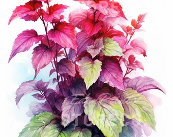 Ilustración botánica de flores de coleo, láminas artísticas, imágenes prediseñadas (descarga digital)
