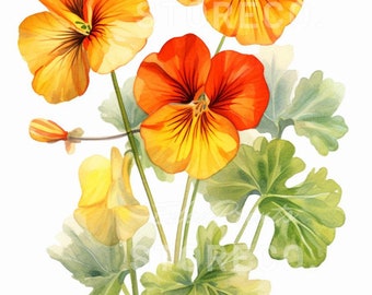 Kapuzinerkresse Blumen Illustration Kunstdrucke, Botanische Clipart (digitaler Download)