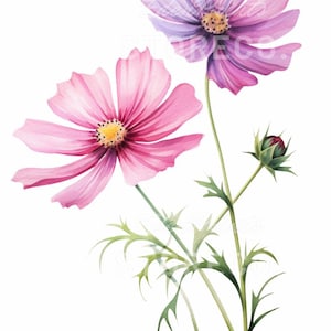 Ensemble de 4 « Fleurs du cosmos » floral, botanique, illustration d'art à téléchargement immédiat pour impressions, cartes, collages, travaux manuels, cliparts, art mural