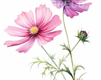 Cosmos Flower Illustration Art, Botanical Prints (Digital Download)