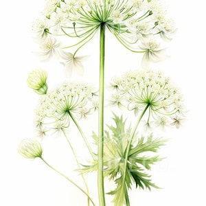 Lot de 4 « fleurs en dentelle de la reine Anne » botanique, illustration d'art à téléchargement immédiat pour impressions, cartes, collages, travaux manuels, cliparts, art mural