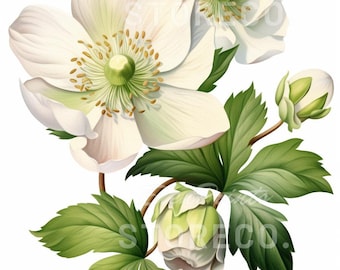 Helleborus Blume Illustration Kunstdrucke, Botanische Clipart (digitaler Download)