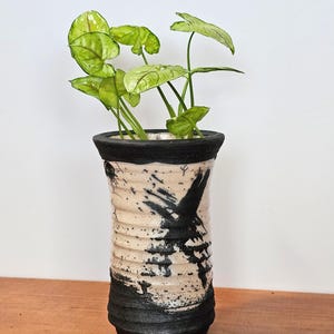 Puede incluir: Un jarrón de cerámica cilíndrico, con borde y base negros, y un cuerpo texturizado color crema con diseños de pinceladas negras. Contiene una pequeña planta verde con hojas en forma de corazón, creando una exhibición decorativa interior.