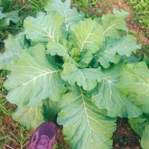 Cabbage Collard Seeds, Yellow Collard Seed, Cabbage Collard Seed, Old Fashioned Cabbage Collard Seed