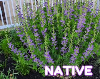 Baptisia australis seed, Wild False Indigo seeds, Blue False Indigo Seed, Native Flower Seed