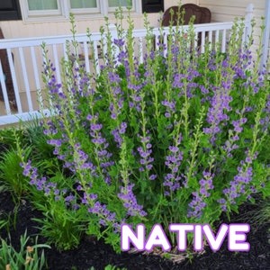 Baptisia australis seed, Wild False Indigo seeds, Blue False Indigo Seed, Native Flower Seed