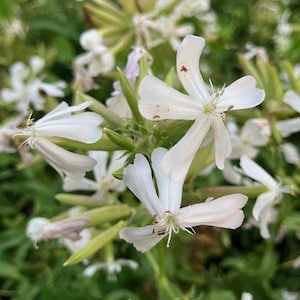 White Rock Soapwort seeds, Saponaria vaccaria &#39;Alba&#39; seed, Soapwort seed, Soap Plant, Bouncing Bet Seed