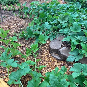 May include: A close-up view of a garden bed with green leafy plants growing in the brown mulch. The plants are growing along the ground and up a small stone wall.