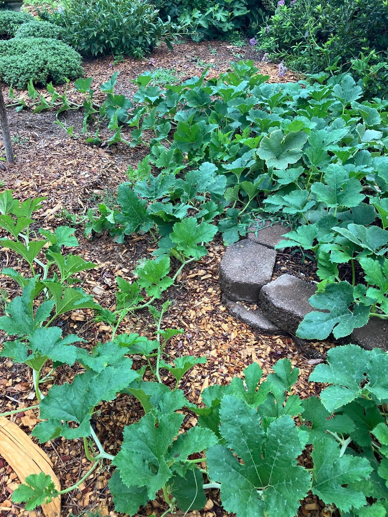 May include: A close-up view of a garden bed with green leafy plants growing in the brown mulch. The plants are growing along the ground and up a small stone wall.