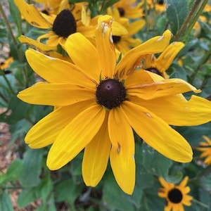 Black-eyed Susan Seeds, Rudbeckia hirta seed, Native flower seed, Wildflower seeds