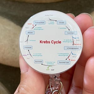 Puede incluir: Un carrete retráctil blanco y azul con el diagrama del ciclo de Krebs. El carrete tiene una correa de plástico transparente y un clip de metal. El texto "Krebs Cycle" está en rojo. El fondo es de color beige claro.