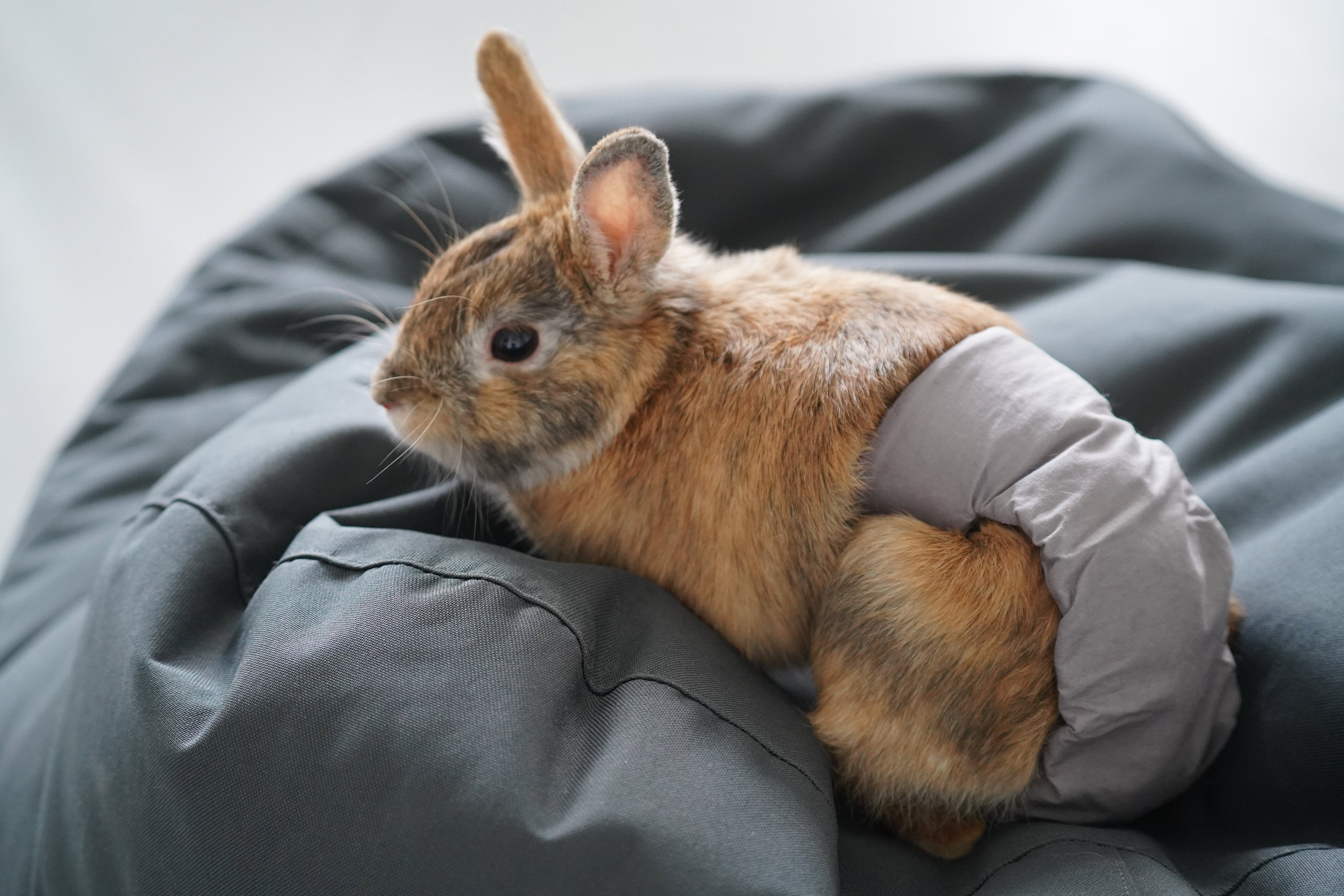 Napy Rabbit Handmade Rabbit Diaper: Washable, Absorbent, Cotton Bunny Nappy - Etsy
