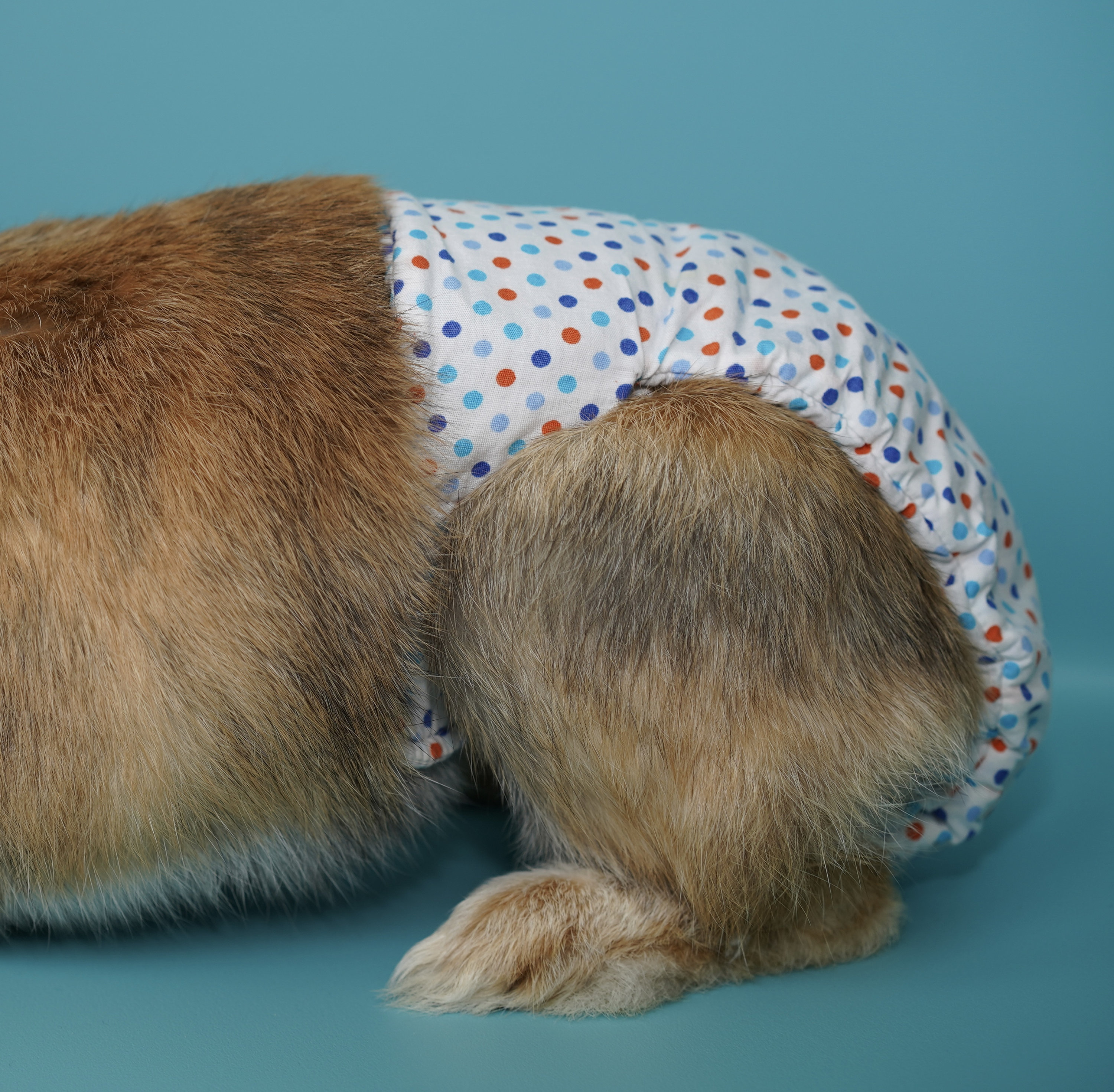 Rouw in de dierenwereld: zo reageren dieren op verlies - Ik mis je