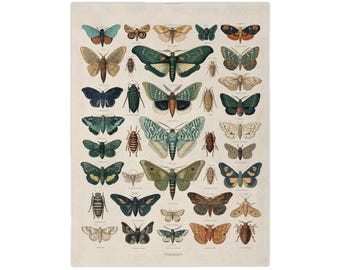 Vintage nachtvlinder vlinder illustratie katoenfluweel microvezeldeken | Botanische insectenprint