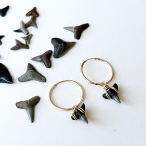 Shark Tooth Gold Filled Hoops Small