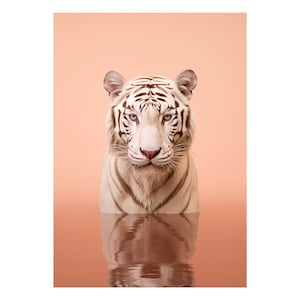 May include: A white tiger with brown stripes stands in a shallow pool of water, looking directly at the camera. The background is a soft peach colour.
