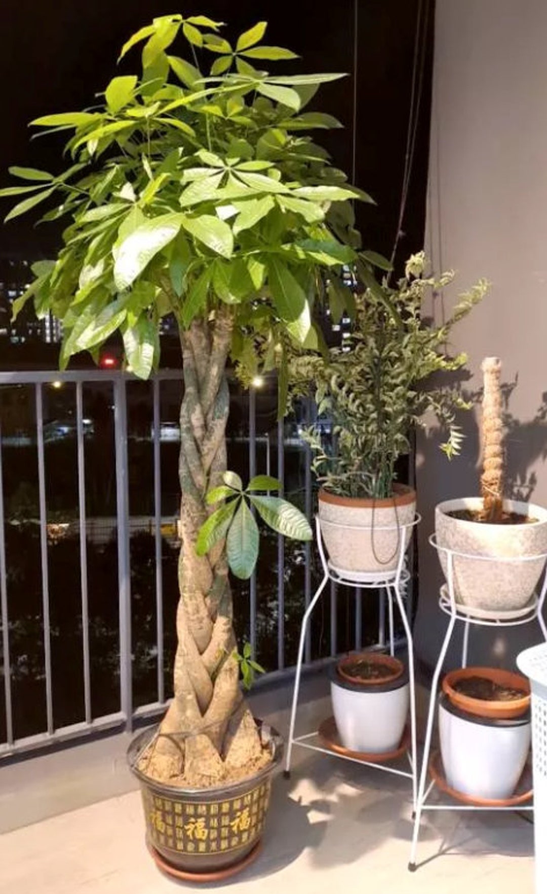 Money Tree pachira Aquatica Plant 1.5m Pet Safe and Etsy