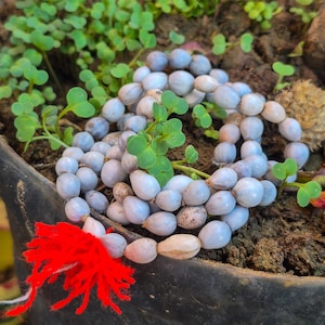 Puede incluir: Un collar de cuentas azul claro descansa en una maceta oscura con tierra, rodeado de brotes verdes. Una borla roja vibrante está unida al borde de la maceta. Las cuentas tienen forma ovalada y la escena tiene un aspecto natural y terroso.