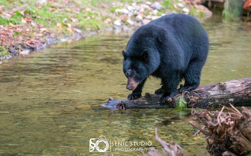 Black Bear, digital download, 6987X4332, Senic-005, photo, 300dpi, wildlife, photography, nature, print