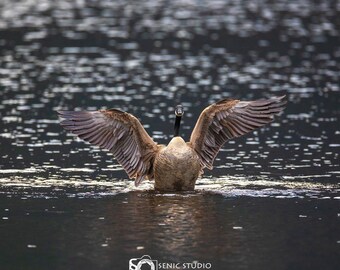 Canada Goose Spreading Its Wings, digital download, 4208X3648, Senic-004, 300dpi, nature, photography, wildlife
