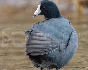 American coot, digital download, 2832X2832, Senic-006, wildlife, bird print, photography, waterbird, 300dpi