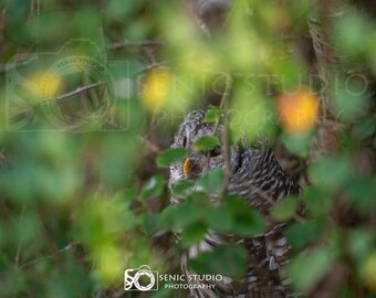 A barred owl hiding behind leaves, Senic-008, 300 dpi, 7224X5304, digital download only