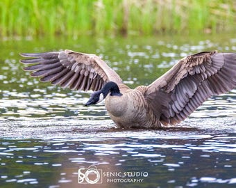 Canada Goose Spreading Its Wings, digital download, 4814X3209, Senic-003, 300dpi, nature, wildlife, photography
