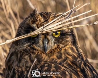 Short-Eared Owl Photography Print: Award-Winning Wildlife Art (Digital Download)