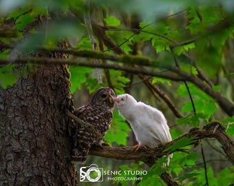 Albino Barred Owl and Mother Nature Photography (Digital Download)