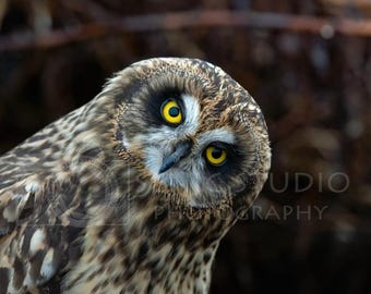 Short-Eared Owl Close-Up: Wildlife Digital Print (4000x4000)