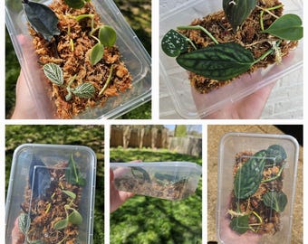 Mystery Houseplant Propagation Boxes with Moss