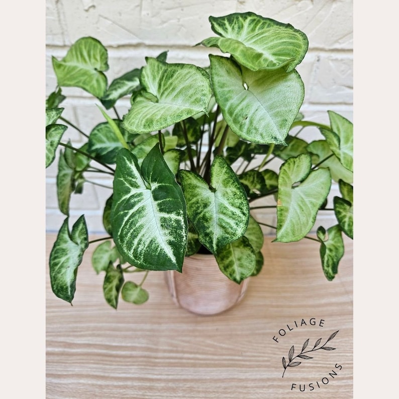 May include: A potted Syngonium plant with variegated green and white leaves. The plant is in a light brown pot. The plant is on a light brown wooden surface. The text "Foliage Fusions" is visible in the bottom right corner of the image.