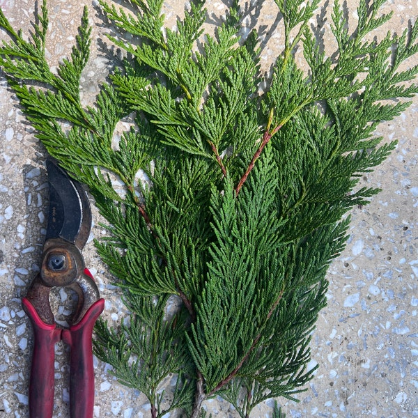 Western Red Cedar Branch Tips