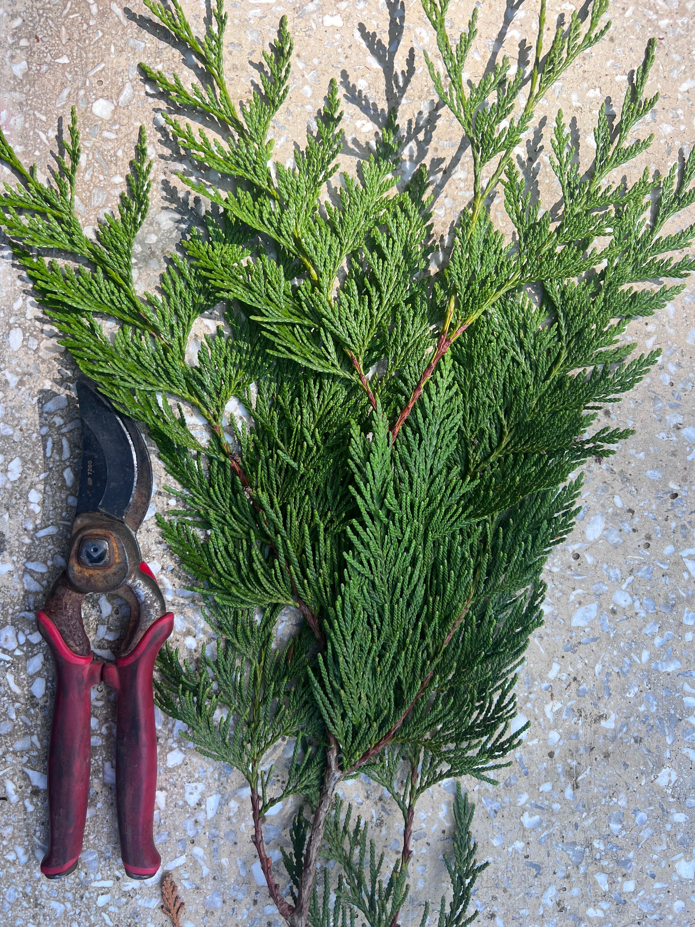 Western Red Cedar Bough Western Red Cedar Thuja Plicata