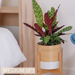 May include: A medium-sized potted plant with green and red leaves in a bamboo planter with a white base. The plant is on a wooden stand with a white base. The plant is 8 inches tall.