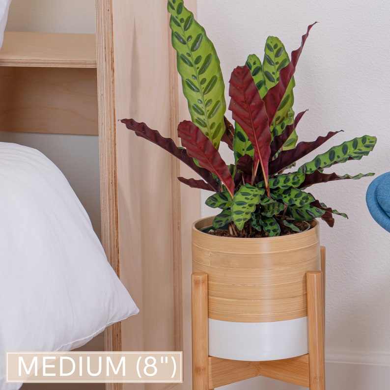 May include: A medium-sized potted plant with green and red leaves in a bamboo planter with a white base. The plant is on a wooden stand with a white base. The plant is 8 inches tall.