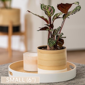 May include: A small, 6-inch, potted plant with green and red striped leaves in a bamboo planter with a white base. The plant is sitting on a white tray with a wooden rim.