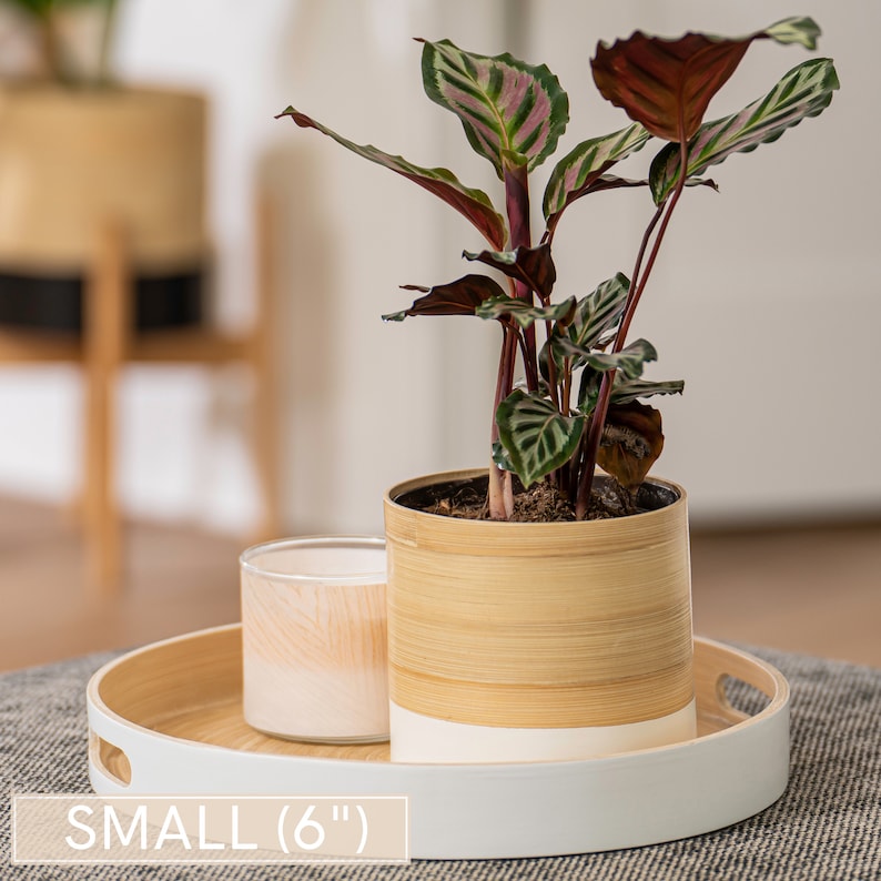 May include: A small, 6-inch, potted plant with green and red striped leaves in a bamboo planter with a white base. The plant is sitting on a white tray with a wooden rim.