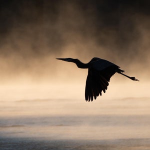 Great Blue Heron in Early Morning Fog - 8&quot; x 10&quot; Photo Print