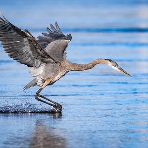 Great Blue Heron - 8&quot; x 10&quot; Photo Print