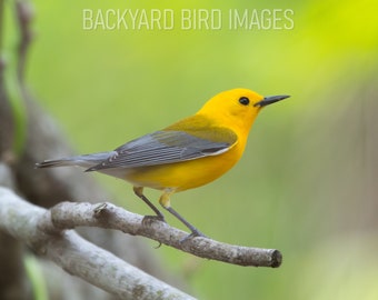 Prothonotary Warbler - Bird Picture Photo Print