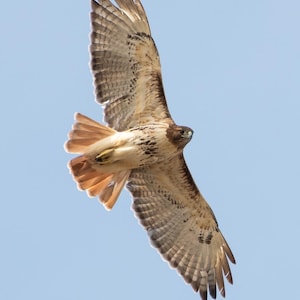 Soaring Red-tailed Hawk - 8&quot; x 10&quot; Photo Print