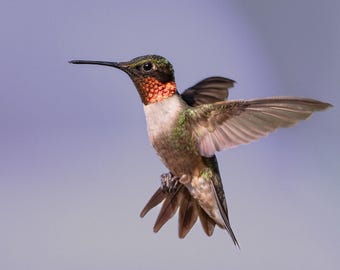 RUBY-THROATED HUMMINGBIRD Ready to Hang Print - Etsy