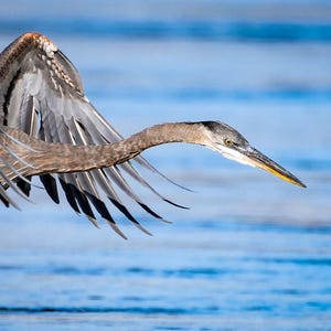 Great Blue Heron - 8&quot; x 10&quot; Photo Print