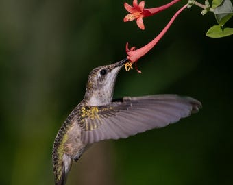 RUBY-THROATED HUMMINGBIRD Ready to Hang Print - Etsy