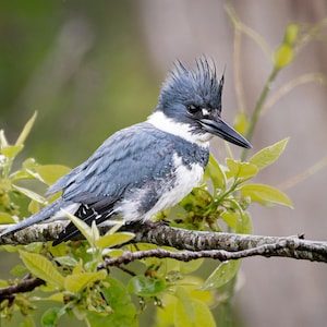 Belted Kingfisher - 8&quot; x 10&quot; Photo Print