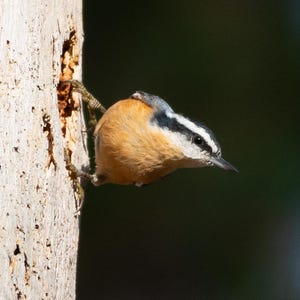 Peut inclure: Un petit oiseau brun et gris avec un œil noir est perché sur un tronc d'arbre. L'oiseau regarde vers la droite de l'image.