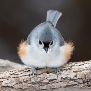 Tufted Titmouse - 8&quot; x 10&quot; Photo Print
