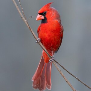 Northern Cardinal - 8&quot; x 10&quot; Photo Print