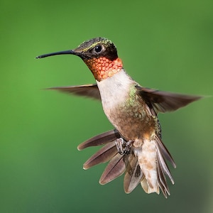 Ruby-throated Hummingbird Ready to Hang Print - Etsy